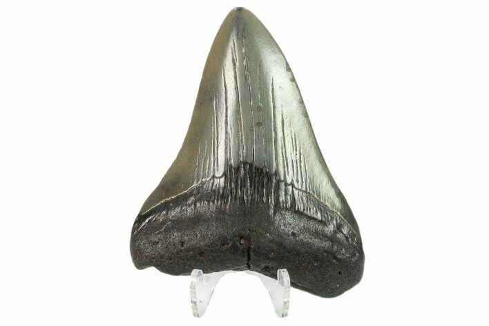 Fossil Megalodon Tooth - South Carolina #130782